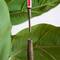 6ft. Rubber Tree in Decorative Planter with Real Touch Leaves